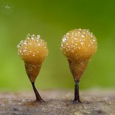 Attēlu rezultāti vaicājumam “Hemitrichia calyculata stalked”