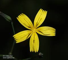 Attēlu rezultāti vaicājumam “Mycelis muralis”