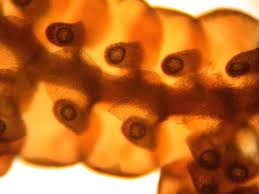 Attēlu rezultāti vaicājumam “Frullania fragilifolia macro”