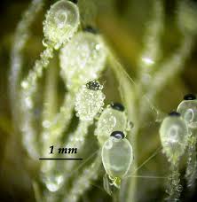 Attēlu rezultāti vaicājumam “Pilobolus crystallinus”