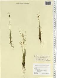 Attēlu rezultāti vaicājumam “Carex scandinavica”