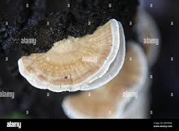 Attēlu rezultāti vaicājumam “Trametes ochracea”