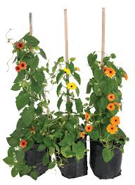 Image result for Thunbergia alata