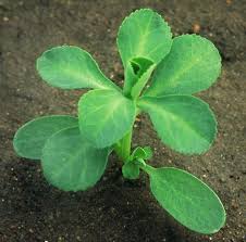 Attēlu rezultāti vaicājumam “Euphorbia helioscopia leaf”