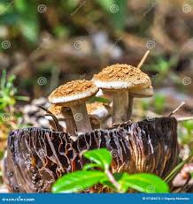 Attēlu rezultāti vaicājumam “Asterophora lycoperdoides”