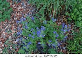 Attēlu rezultāti vaicājumam “Veronica austriaca subsp. teucrium bud”