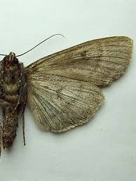 Attēlu rezultāti vaicājumam “Eurois occulta”