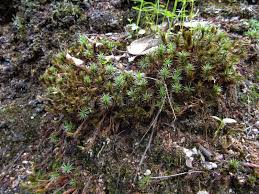 Attēlu rezultāti vaicājumam “Timmia megapolitana”