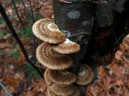 Attēlu rezultāti vaicājumam “Daedalea quercina”