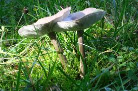 Image result for Melanoleuca rasilis var. pseudoluscina
