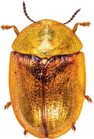 Attēlu rezultāti vaicājumam “Cassida”