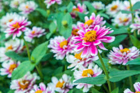 Image result for Zinnia violacea