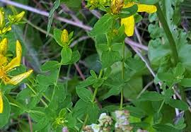 Image result for Johanniskraut