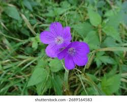 Attēlu rezultāti vaicājumam “Geranium palustre flower”