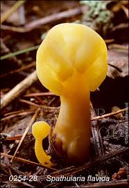 Attēlu rezultāti vaicājumam “Spathularia flavida”