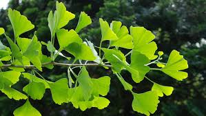 Attēlu rezultāti vaicājumam “Ginkgo biloba”