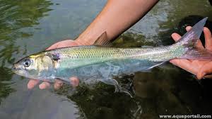 Image result for Alosa fallax