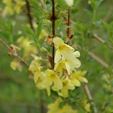 Attēlu rezultāti vaicājumam “Forsythia suspensa flower”