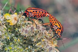 Attēlu rezultāti vaicājumam “Graphosoma lineatum imago”