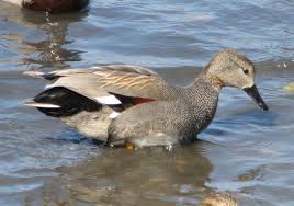 Attēlu rezultāti vaicājumam “Anas strepera female”