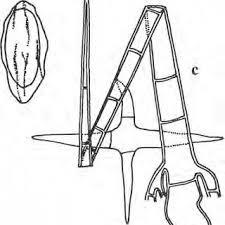 Attēlu rezultāti vaicājumam “Ophiostoma polyporicola”