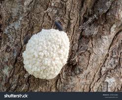 Attēlu rezultāti vaicājumam “Reticularia lycoperdon”