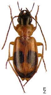 Attēlu rezultāti vaicājumam “Badister bullatus”