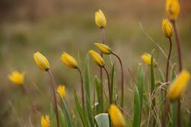 Attēlu rezultāti vaicājumam “Siphoptychium violaceum macro”