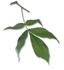 Attēlu rezultāti vaicājumam “Carya ovata leaf”