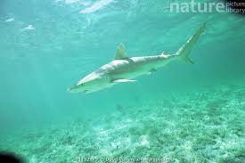 Image result for Rhizoprionodon terraenovae