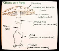 Attēlu rezultāti vaicājumam “Arcyria globosa young”