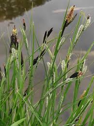 Attēlu rezultāti vaicājumam “Carex acutiformis flower”