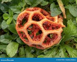 Attēlu rezultāti vaicājumam “Clathrus ruber”