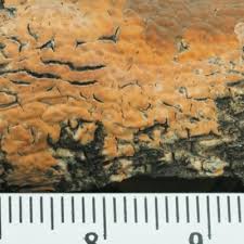 Attēlu rezultāti vaicājumam “Peniophora laurentii”