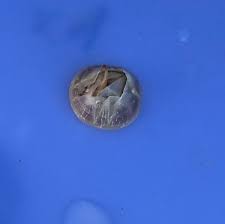 Attēlu rezultāti vaicājumam “Balanus improvisus”