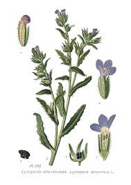 Attēlu rezultāti vaicājumam “Anchusa arvensis”