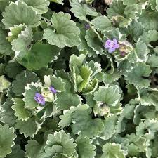 Image result for Glechoma hederacea
