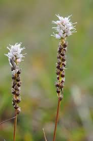 Attēlu rezultāti vaicājumam “Bistorta vivipara flower”