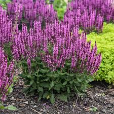 Image result for Salvia nemorosa