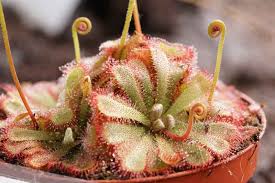Image result for Drosera