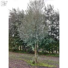 Attēlu rezultāti vaicājumam “Salix alba var. sericea”