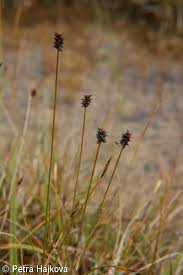 Attēlu rezultāti vaicājumam “Carex dioica male flower”