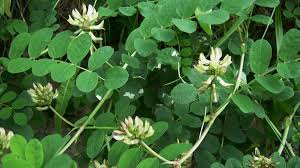 Attēlu rezultāti vaicājumam “Astragalus glycyphyllos fruit”
