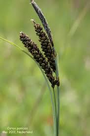 Attēlu rezultāti vaicājumam “Carex panicea flower”