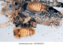 Attēlu rezultāti vaicājumam “Anthrenus sp. imago”