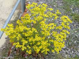 Attēlu rezultāti vaicājumam “Senecio vernalis bud”