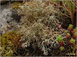 Attēlu rezultāti vaicājumam “Cladonia ciliata”