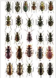 Attēlu rezultāti vaicājumam “Pterostichus quadrifoveolatus”