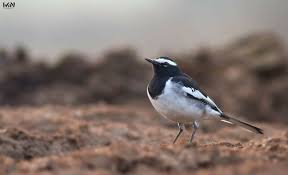 Attēlu rezultāti vaicājumam “Motacillidae”