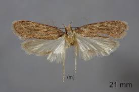 Attēlu rezultāti vaicājumam “Depressaria olerella”